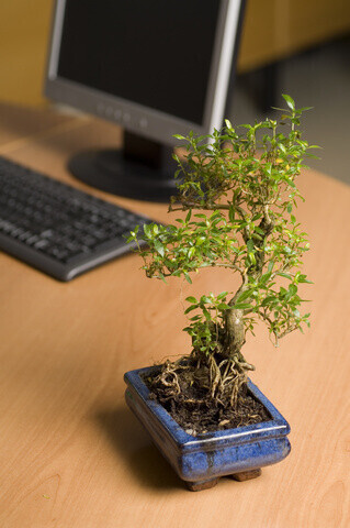 bonsai työpöydällä